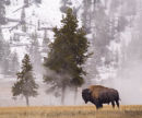BISON IN THE MIST